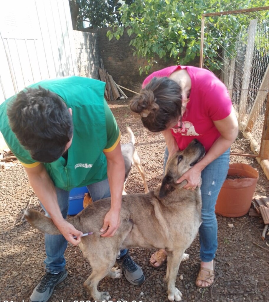 NAPA Realiza Mutirão de Vacinação em Cães e Gatos em Chapecó