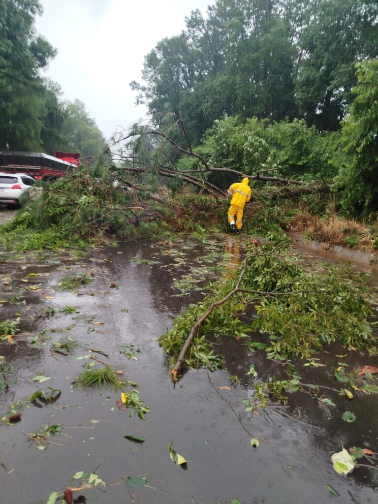 Incidente de árvores caídas interrompe trânsito na BR-282 em Santa Catarina